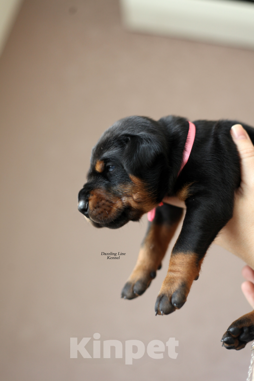 Собаки в Москве: Щенки добермана. Питомник РКФ Девочка, 120 000 руб. - фото 7