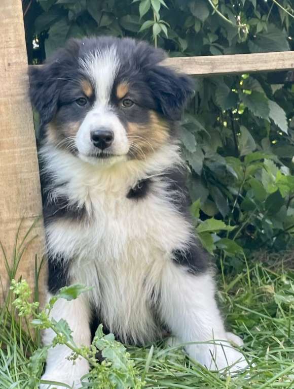 Собаки в Санкт-Петербурге: Щенки Аусси ( Австралийская овчарка) Девочка, 80 000 руб. - фото 3