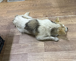 Собаки в Абакане: Ищу собачке добрые ручки Мальчик, Бесплатно - фото 2