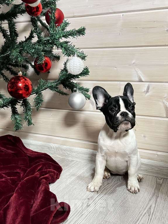 Собаки в других городах Московской области: Французский бульдог белочерная Девочка, 50 000 руб. - фото 2