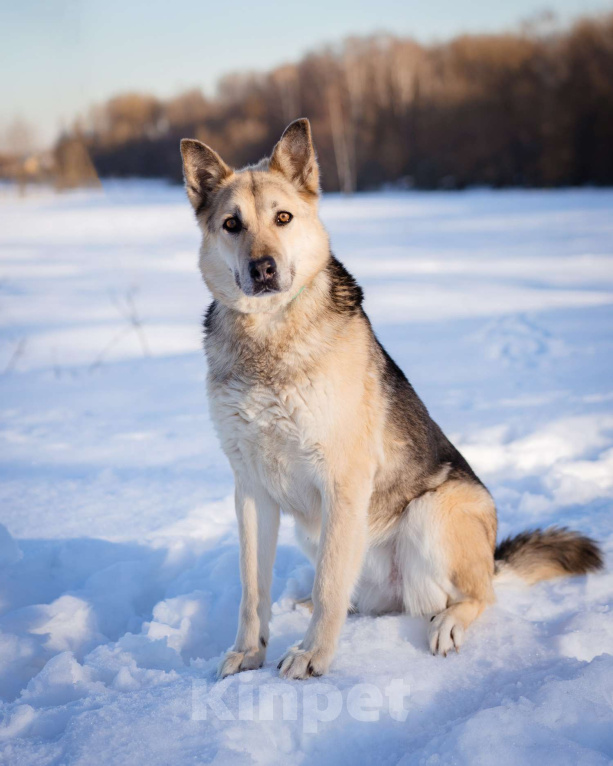 Собаки в Москве: Овчарка в добрые руки Девочка, Бесплатно - фото 5