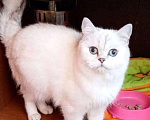 Кошки в Кинели: Вязка с Колорным Британским Котом NS 11 33  Мальчик, 10 000 руб. - фото 2