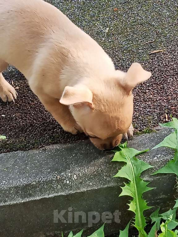 Собаки в Москве: Чухуахуа Девочка, 23 000 руб. - фото 2