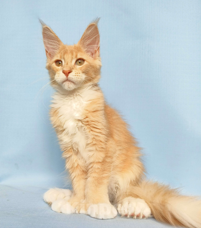 Кошки в Москве: Мейн-Кун полидакт Девочка из питомника Девочка, 60 000 руб. - фото 4