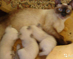 Кошки в Астрахани: Сиамский(тайский) котенок, 1 500 руб. - фото 2