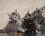 Кошки в Колпашево: Котята Мейн-кун, 8 000 руб. - фото 6