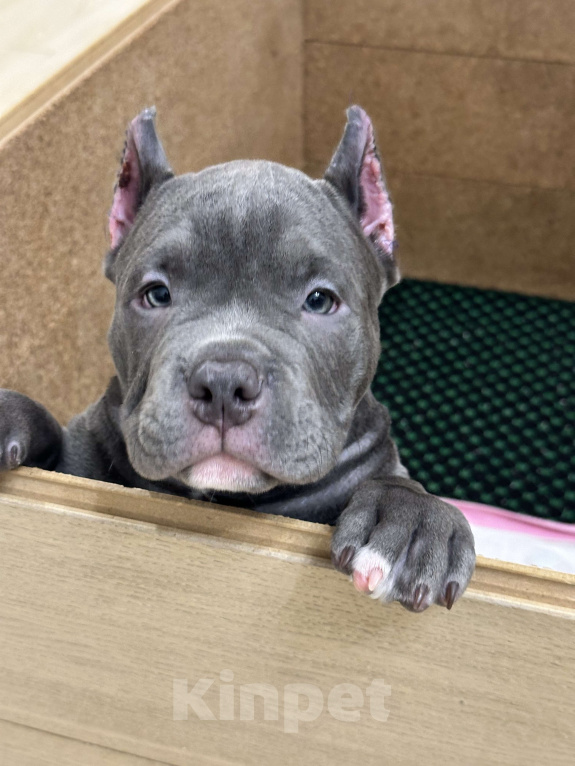 Собаки в Лыткарино: Амбулли 2.5 мес, мальчик Мальчик, 150 000 руб. - фото 5