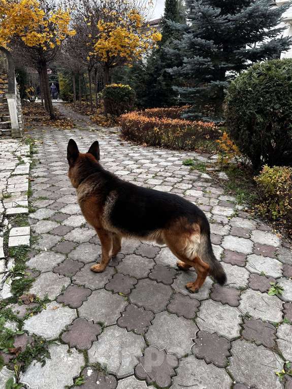 Собаки в других городах Московской области: Вязка,кобель,немецкая овчарка  Мальчик, 1 000 руб. - фото 7