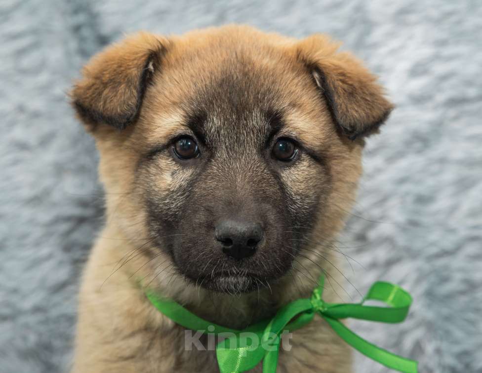 Собаки в Подольске: Алисе нужен дом  Девочка, Бесплатно - фото 1