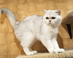 Кошки в Москве: Серебристая девочка Девочка, 1 000 руб. - фото 2