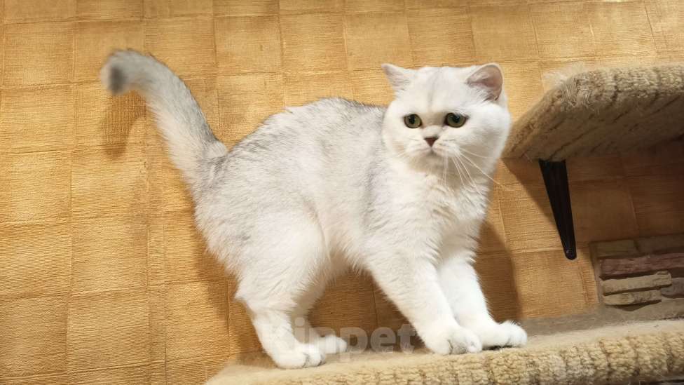 Кошки в Москве: Серебристая девочка Девочка, 1 000 руб. - фото 2