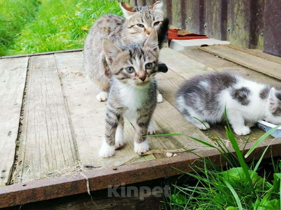 Кошки в Новохоперске: котята остались на пустеющих дачах, 333 руб. - фото 1