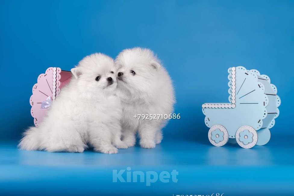 Собаки в Москве: Белая девочка шпиц Девочка, 80 000 руб. - фото 2