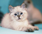 Кошки в Санкт-Петербурге: невский маскарадный котенок Мальчик, Бесплатно - фото 1