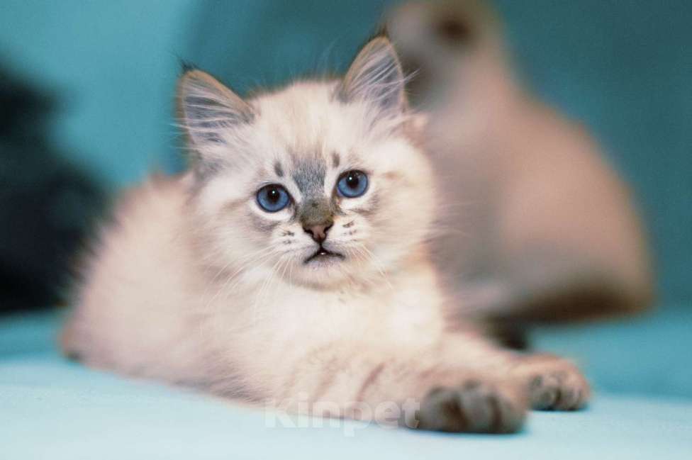 Кошки в Санкт-Петербурге: невский маскарадный котенок Мальчик, Бесплатно - фото 1