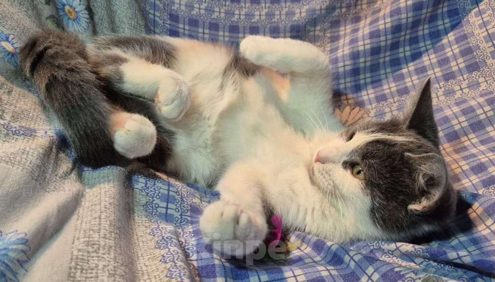 Кошки в Санкт-Петербурге: Ищет дом игривый Сёма Мальчик, Бесплатно - фото 5