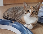Кошки в Мурином: Котята в добрые руки Девочка, Бесплатно - фото 4