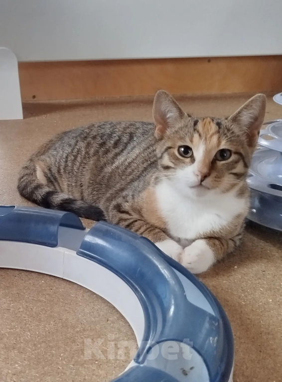 Кошки в Мурином: Котята в добрые руки Девочка, Бесплатно - фото 4