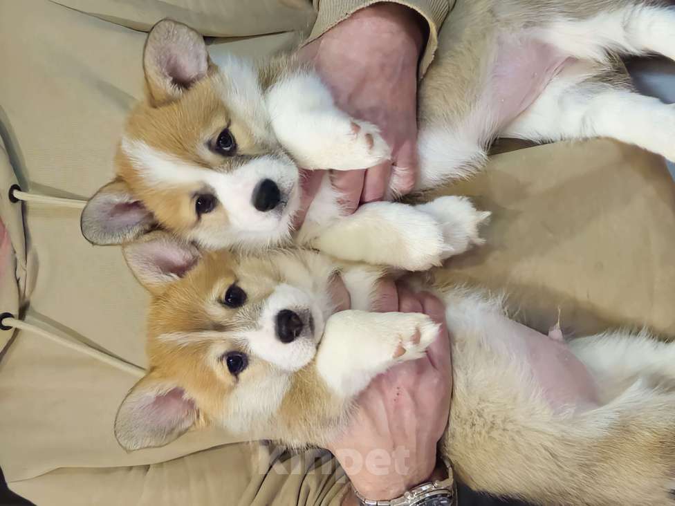 Собаки в Магнитогорске: Продам щенков Девочка, Бесплатно - фото 2