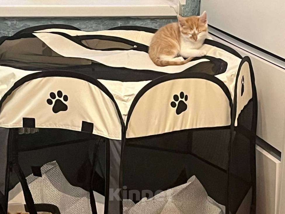 Кошки в Москве: Отдам котенка в добрые руки Мальчик, Бесплатно - фото 1