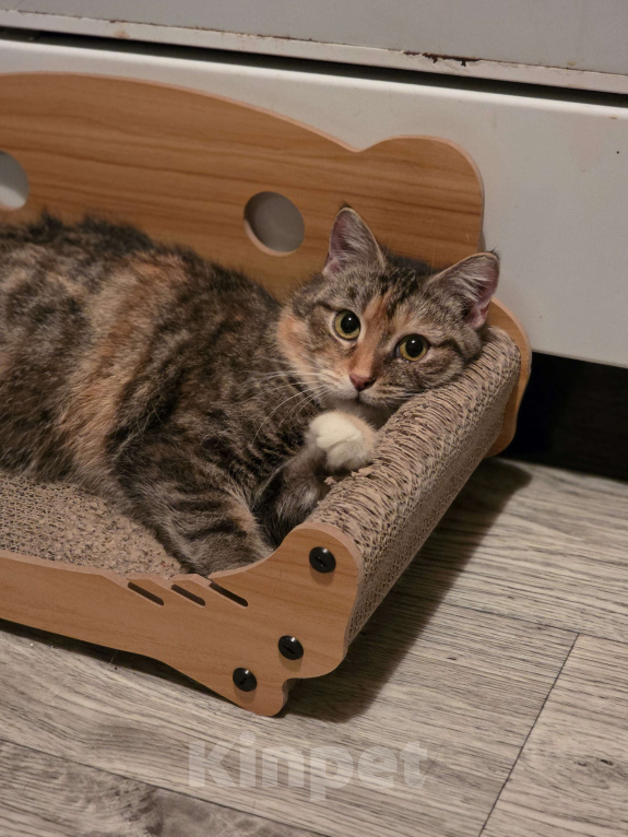 Кошки в Москве: Наиласковейшая девочка Муля ждёт семью Девочка, Бесплатно - фото 1