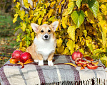 Собаки в Севастополе: Щенки корги элитные Девочка, 50 000 руб. - фото 2