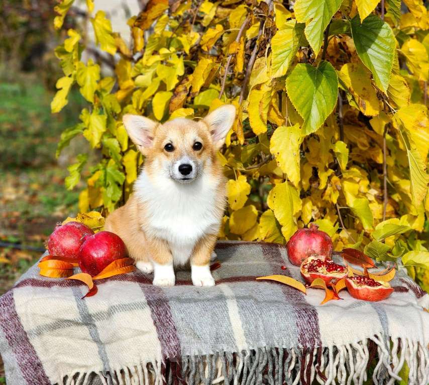 Собаки в Севастополе: Щенки корги элитные Девочка, 50 000 руб. - фото 2
