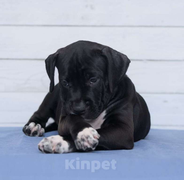 Собаки в Санкт-Петербурге: Черная окраса элитная девочка амстаффа Девочка, 1 руб. - фото 4