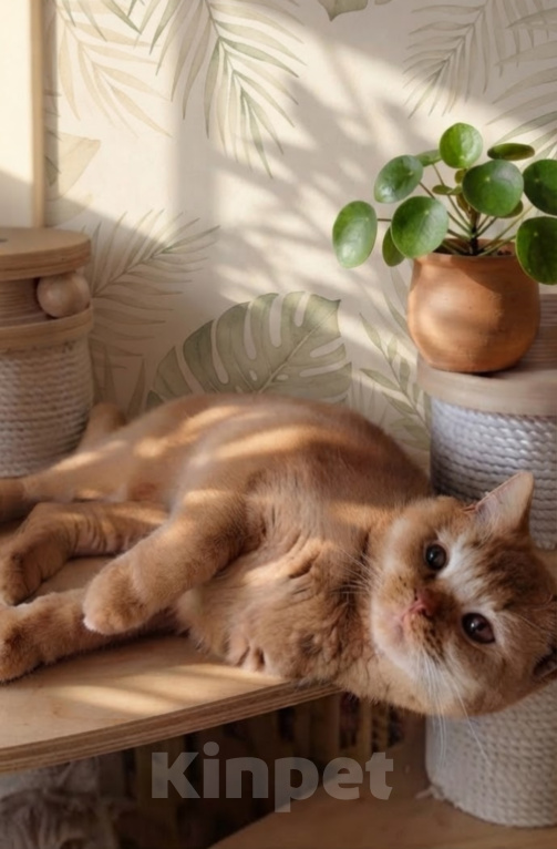 Кошки в Екатеринбурге: Британская кошечка в очень редком окрасе Девочка, 40 000 руб. - фото 2