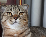 Кошки в Симферополе: Шотландский вислоухий котик  Мальчик, 25 000 руб. - фото 2