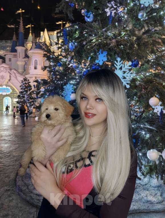 Собаки в Москве: Мальтипу девочка mini Девочка, 120 000 руб. - фото 5