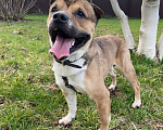 Собаки в Краснодаре: Барни ищет семью Мальчик, 10 руб. - фото 3