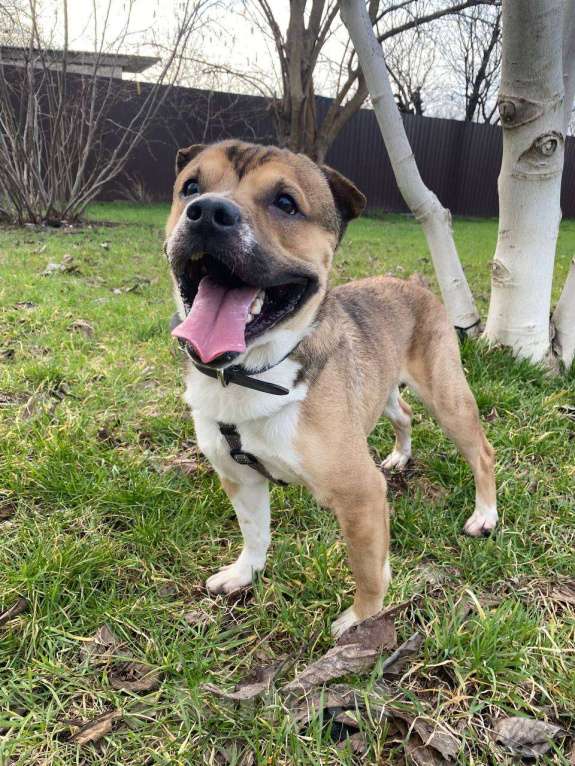 Собаки в Краснодаре: Барни ищет семью Мальчик, 10 руб. - фото 3