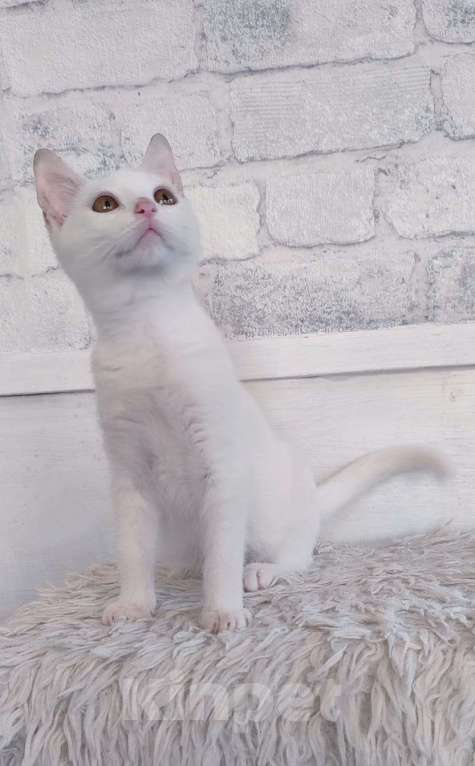 Кошки в Москве: Белый котёнок Зефирка в добрые руки  Девочка, Бесплатно - фото 4