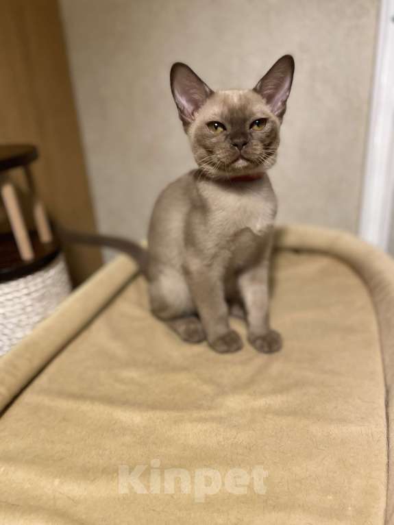 Кошки в Нижнем Новгороде: Бурманские котята Девочка, 50 000 руб. - фото 1