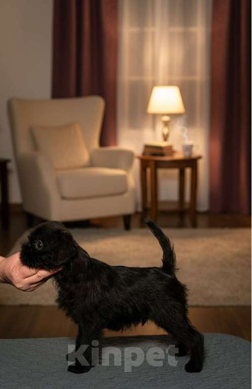 Собаки в Санкт-Петербурге: Щенок бельгийский гриффон Мальчик, Бесплатно - фото 5