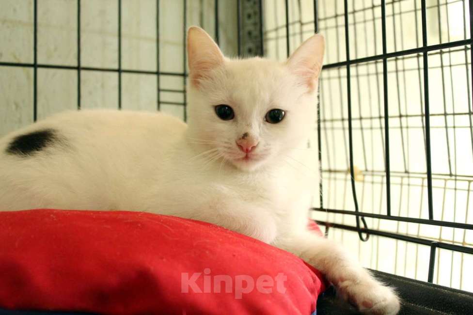 Кошки в Санкт-Петербурге: Беленький котёнок Мальчик, Бесплатно - фото 2