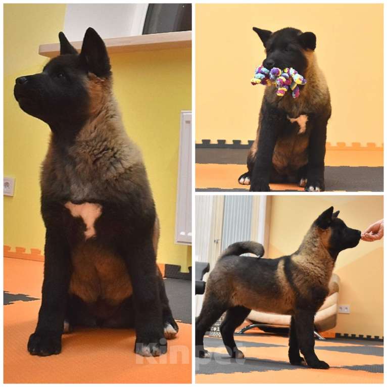 Собаки в Серпухове: Американская акита щенок  Девочка, 40 000 руб. - фото 1