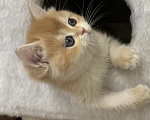 Кошки в Кемерово: Британская золотая шиншилла Мальчик, 30 000 руб. - фото 2