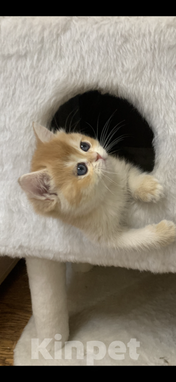 Кошки в Кемерово: Британская золотая шиншилла Мальчик, 30 000 руб. - фото 2