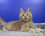 Кошки в Москве: Котенок Мейн Кун Мальчик, Бесплатно - фото 4