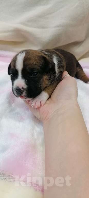 Собаки в Белгороде: Девочка американского стаффордширского терьера  Девочка, 80 000 руб. - фото 1