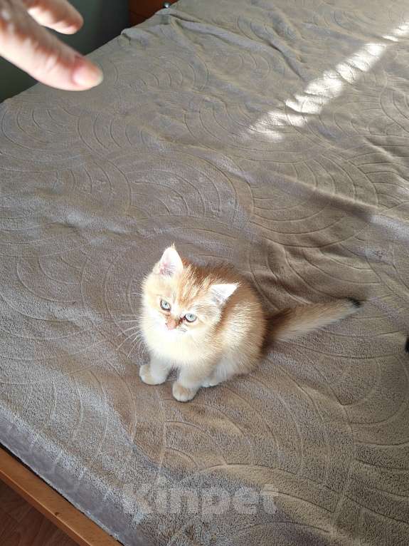 Кошки в Москве: Шотландские золотые котята Девочка, Бесплатно - фото 6