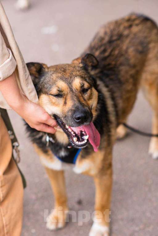 Собаки в Москве: Мулан Девочка, Бесплатно - фото 5