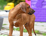 Собаки в Москве: Родезийский Риджбек -Мальчик пет класса  Мальчик, 35 руб. - фото 2