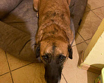 Собаки в Москве: Домашний воспитанный пес Райли в добрые руки ищет дом Мальчик, 100 руб. - фото 4