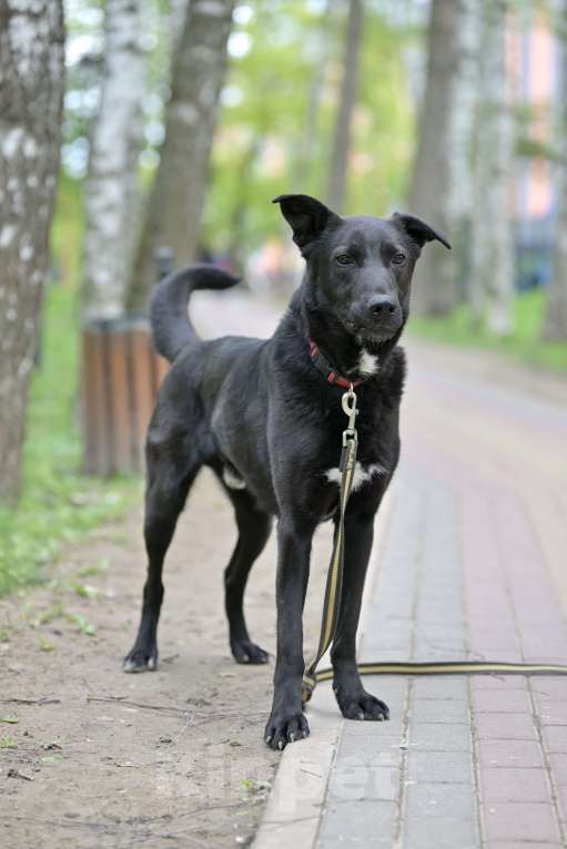 Собаки в Красногорске: Молодой метис овчарки Кинг  ждет хозяина  Мальчик, Бесплатно - фото 4