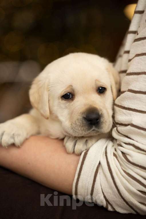 Собаки в Санкт-Петербурге: IRISLAV COMPLIMENT Мальчик, 140 000 руб. - фото 4