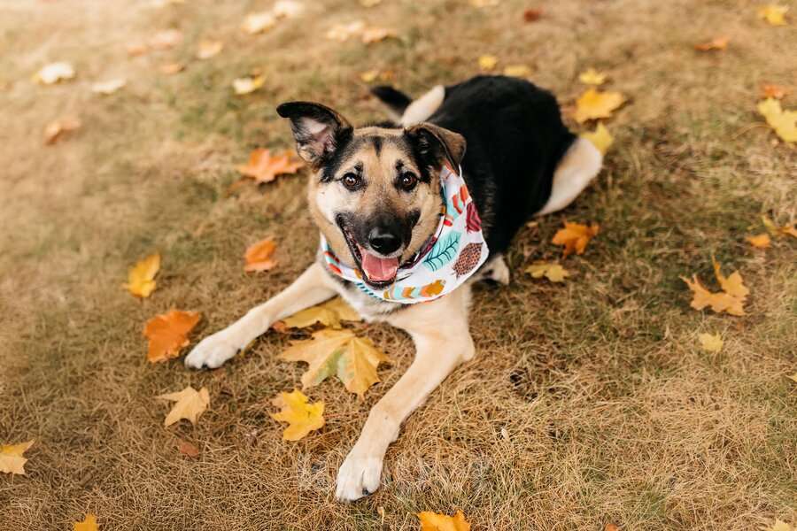 Собаки в Москве: Дэнди ждёт своего человека. Москва, МО Мальчик, Бесплатно - фото 4