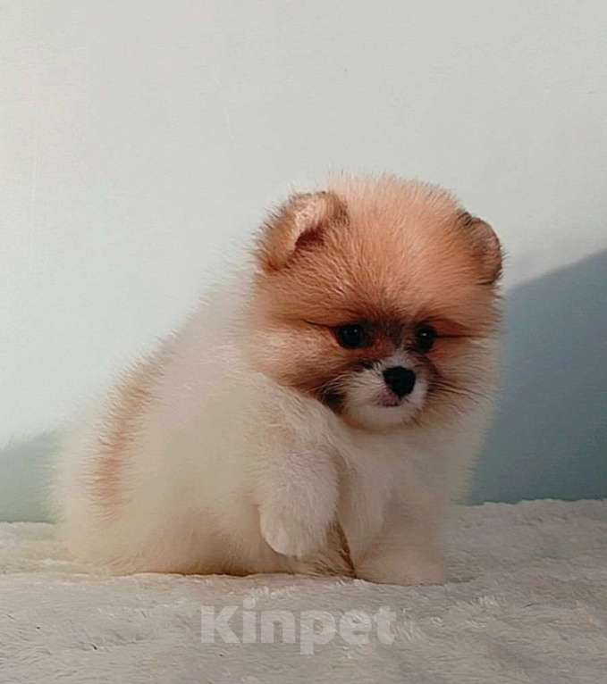 Собаки в Москве: Померанский шпиц, мини девочка Девочка, 25 000 руб. - фото 4